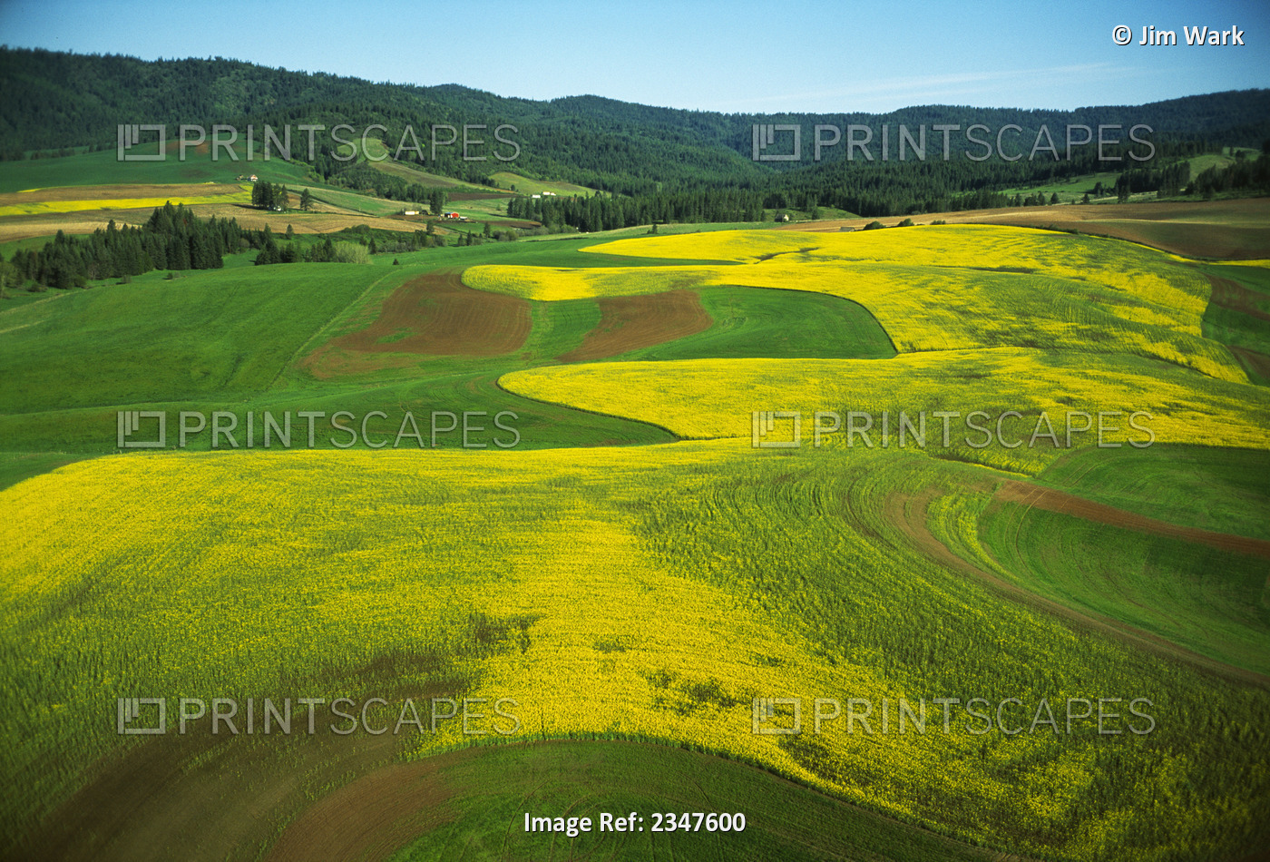 Agriculture - Aerial view of rolling blooming canola fields / Palouse Region, ...