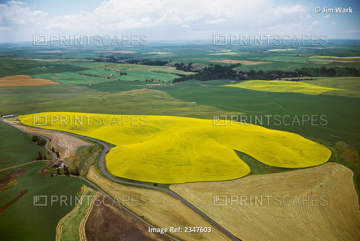 Agriculture - Aerial view of blooming canola and wheat fields / near Nezperce, ...