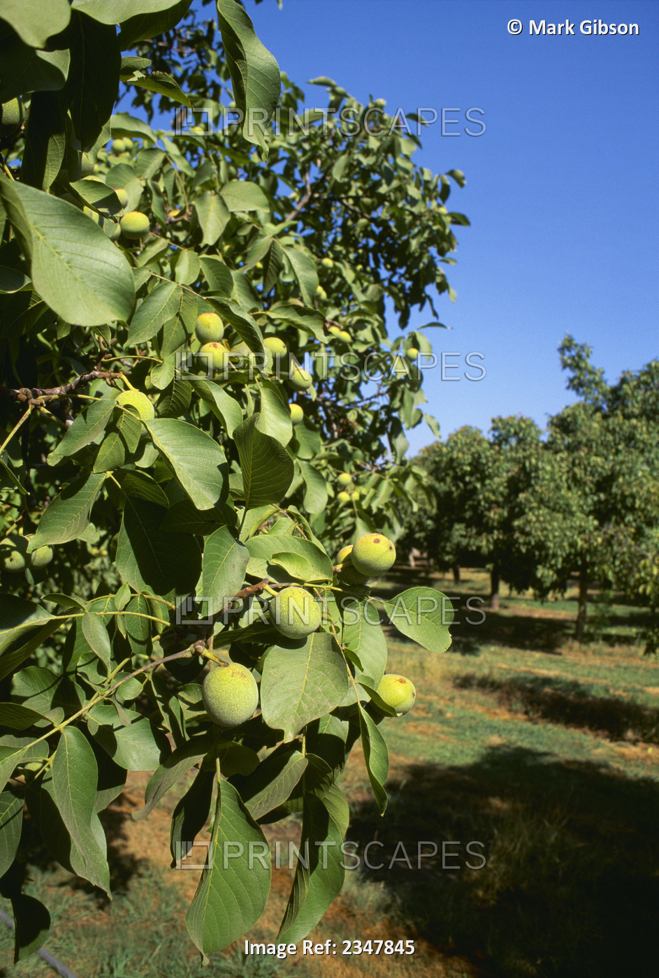 Agriculture - Walnut orchard with nearly mature nuts on the trees / Colusa, ...