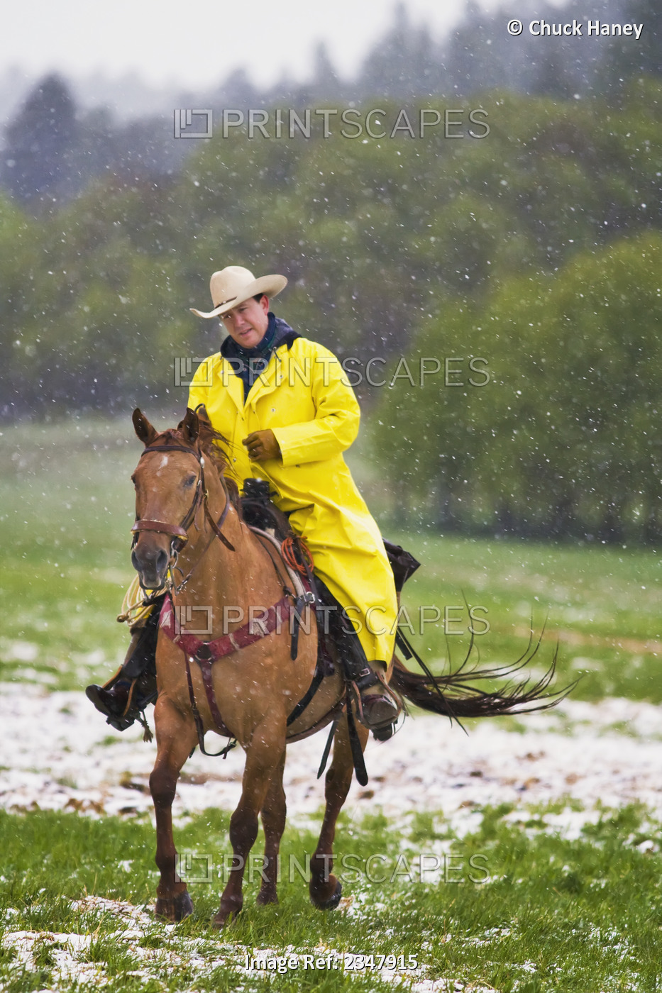 Agriculture - A cowboy in a yellow slicker rides through a pasture in a ...