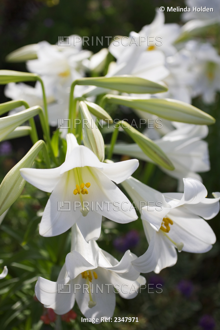 Agriculture - Easter Lilies (Lilium longiflorum) in bloom / San Diego County, ...
