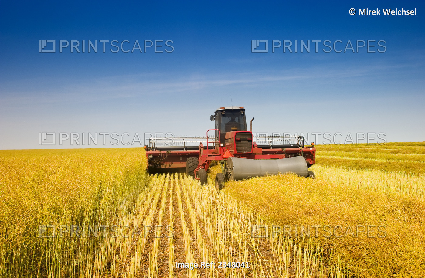 Agriculture - A swather, aka. windrower, cuts and windrows mature canola (rape ...