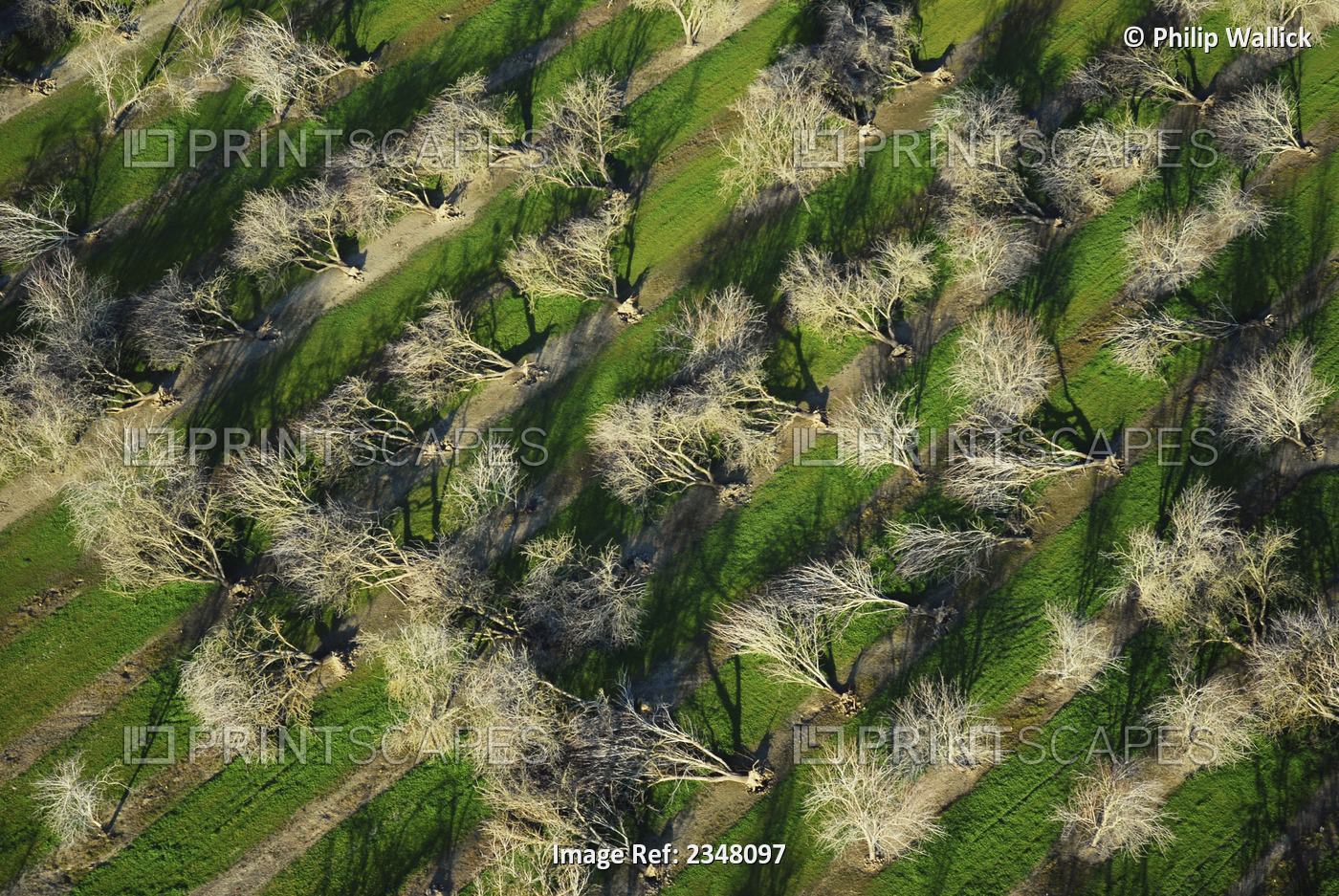 Agriculture - Aerial view of an almond orchard in Winter in which nearly every ...