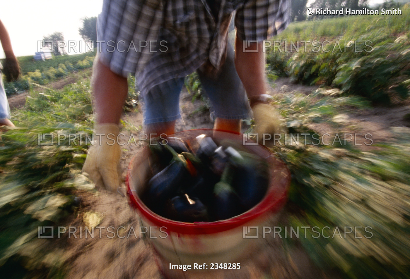 Agriculture - Blurred motion study of harvesting eggplant on a family owned and ...