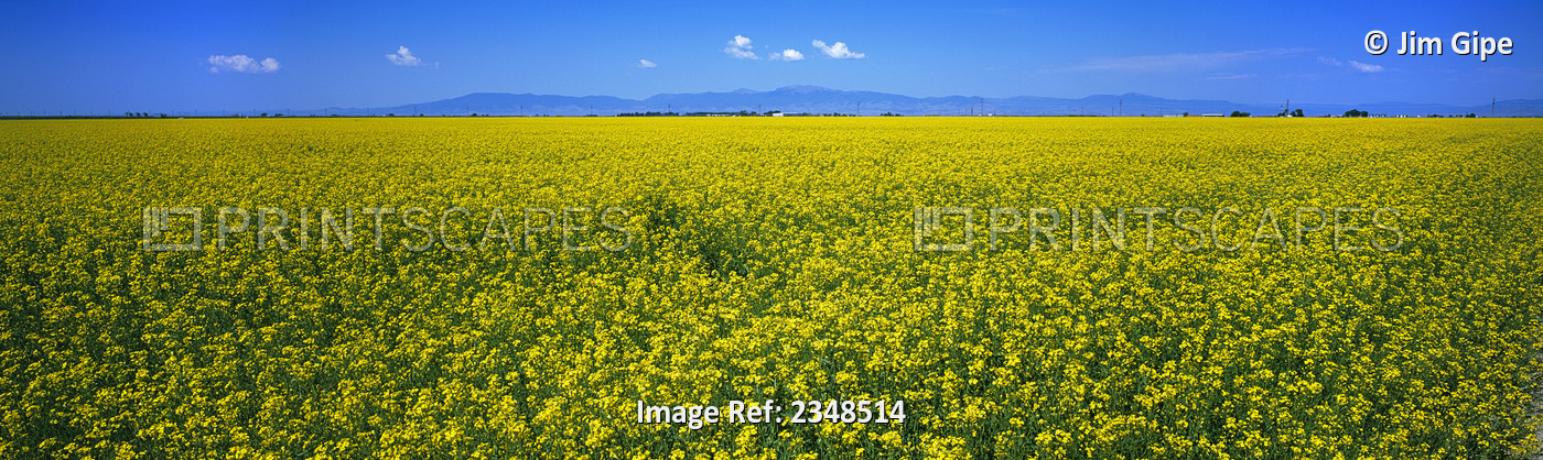 Agriculture - Canola field in bloom / South Central Colorado, USA.