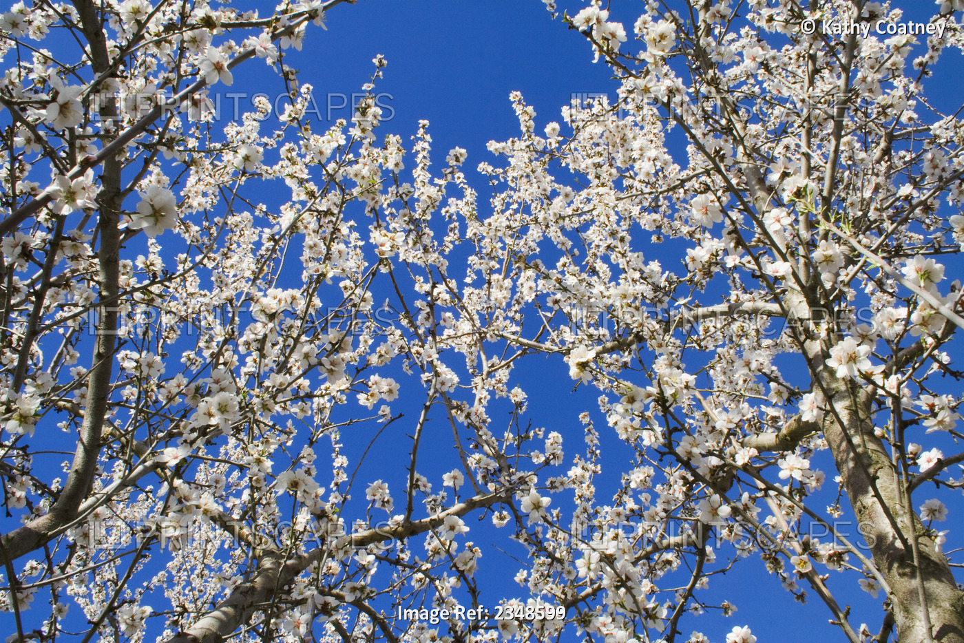 Agriculture - Almond trees in full bloom in late winter / Tehama County, ...