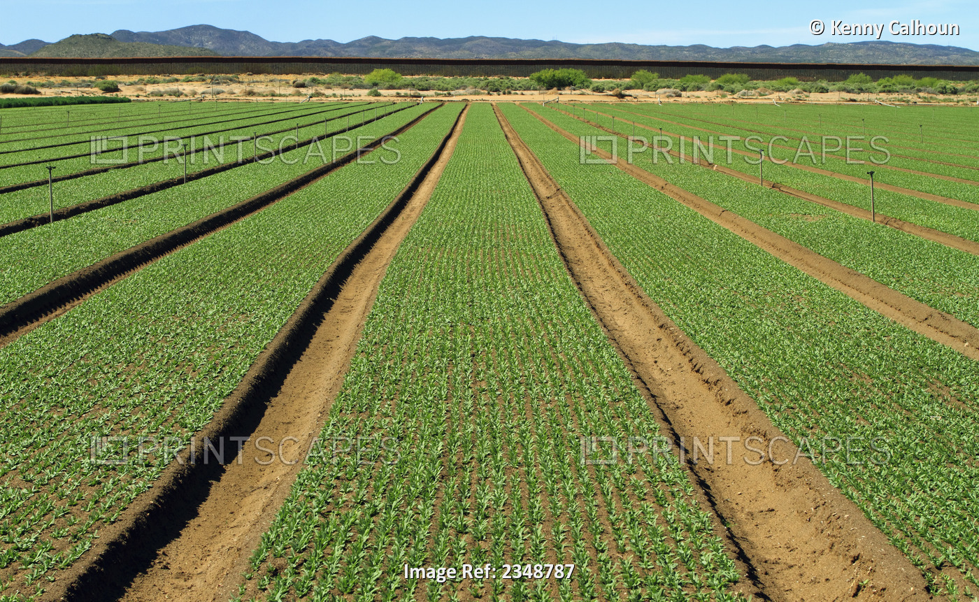 Agriculture - Field of immature organic baby leaf spinach / California, USA.