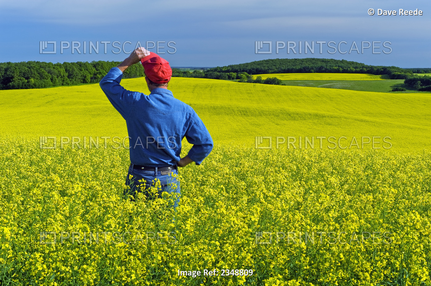 Agriculture - A farmer in a rolling field inspects his bloom stage canola ...