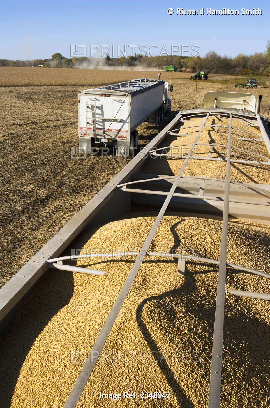 Agriculture - Freshly harvested soybeans piled up in a grain truck during the ...
