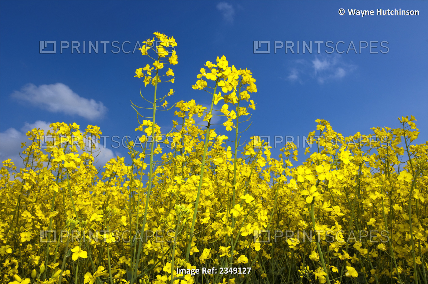 Agriculture - Closeup of canola in full bloom. Canola seed is used as a protein ...