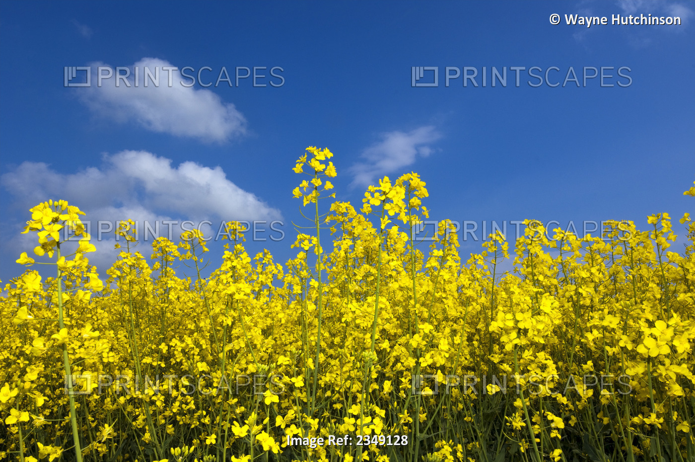 Agriculture - Closeup of canola in full bloom. Canola seed is used as a protein ...