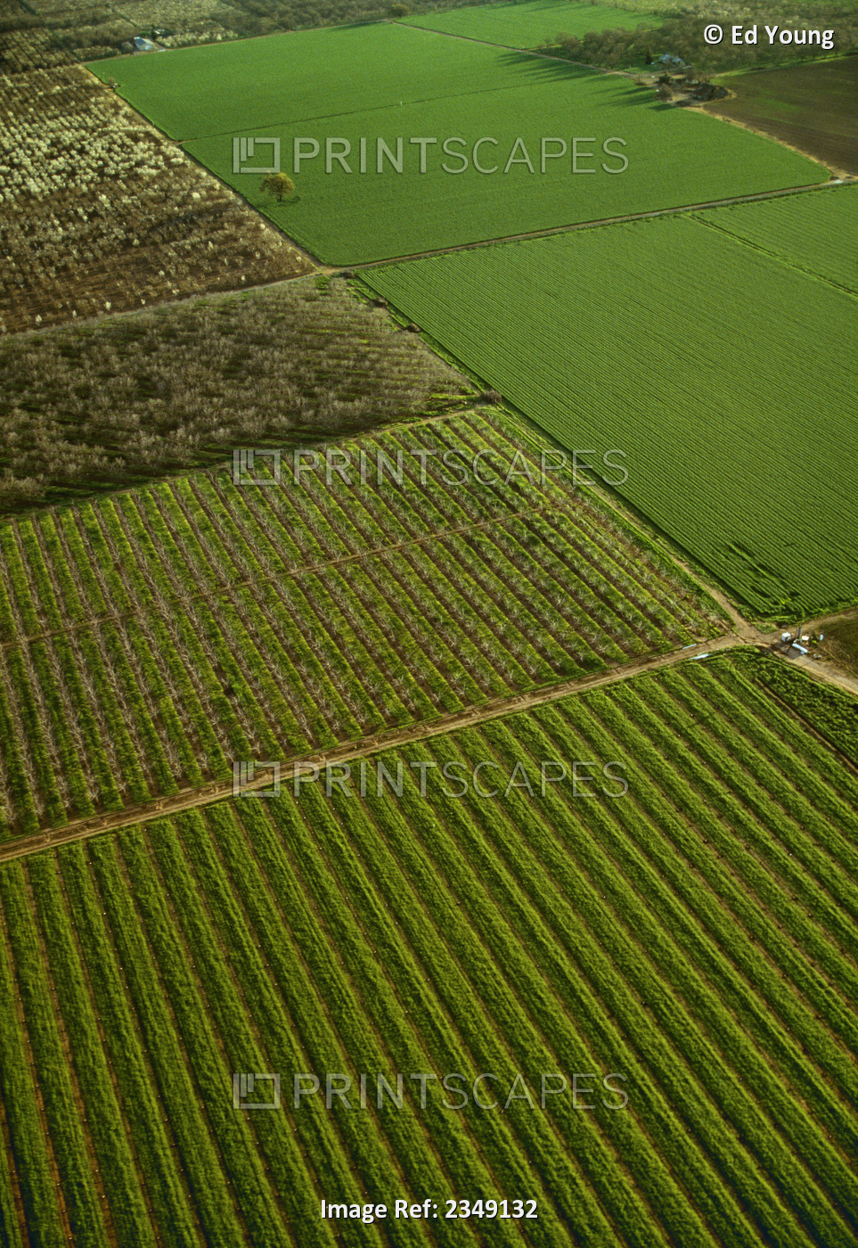Agriculture - Aerial View Of Agricultural Fields / Near Linden, California, Usa.