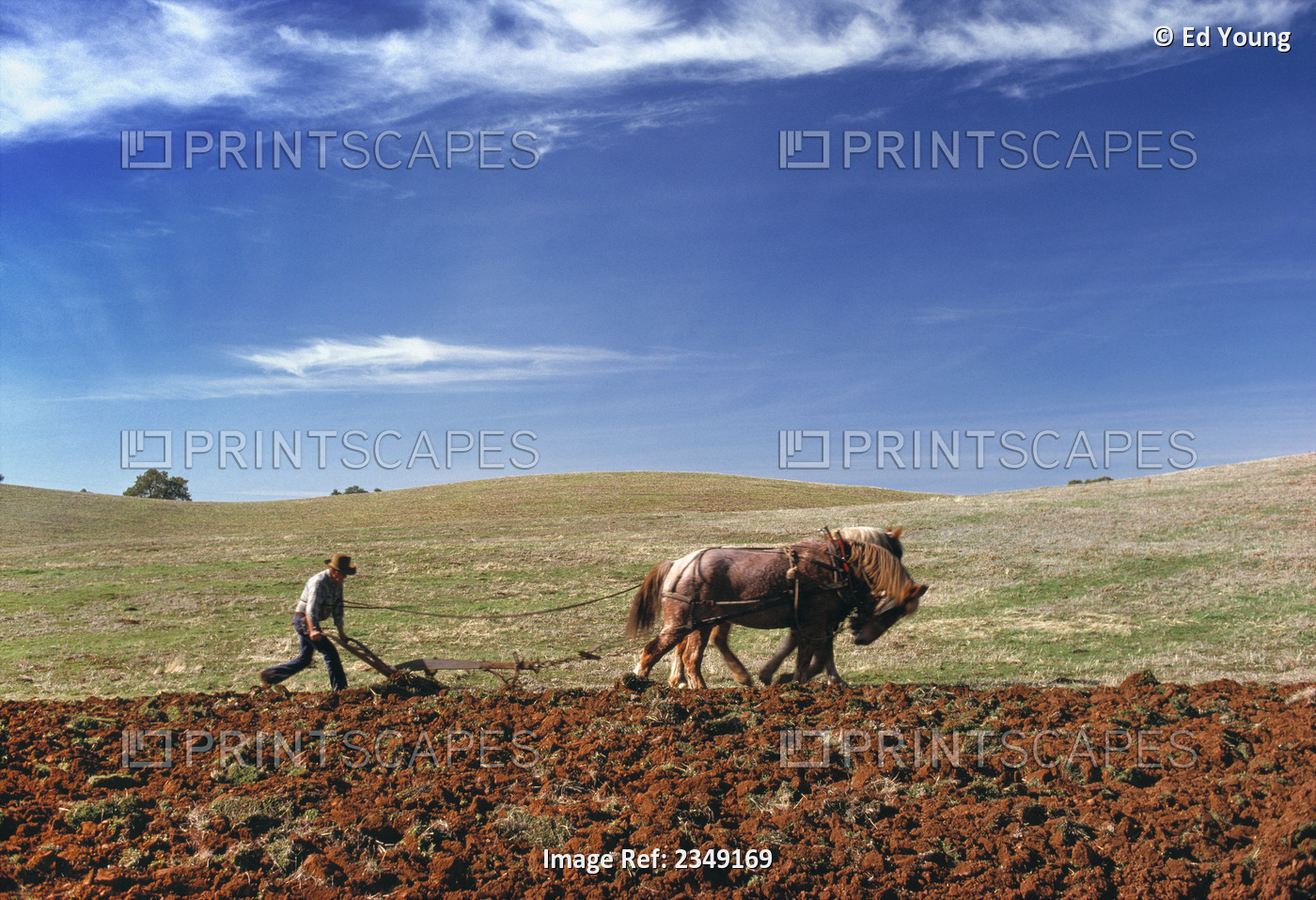 Americana - Jim Heron And His Team Of Belgian Horses Plowing A Field In ...