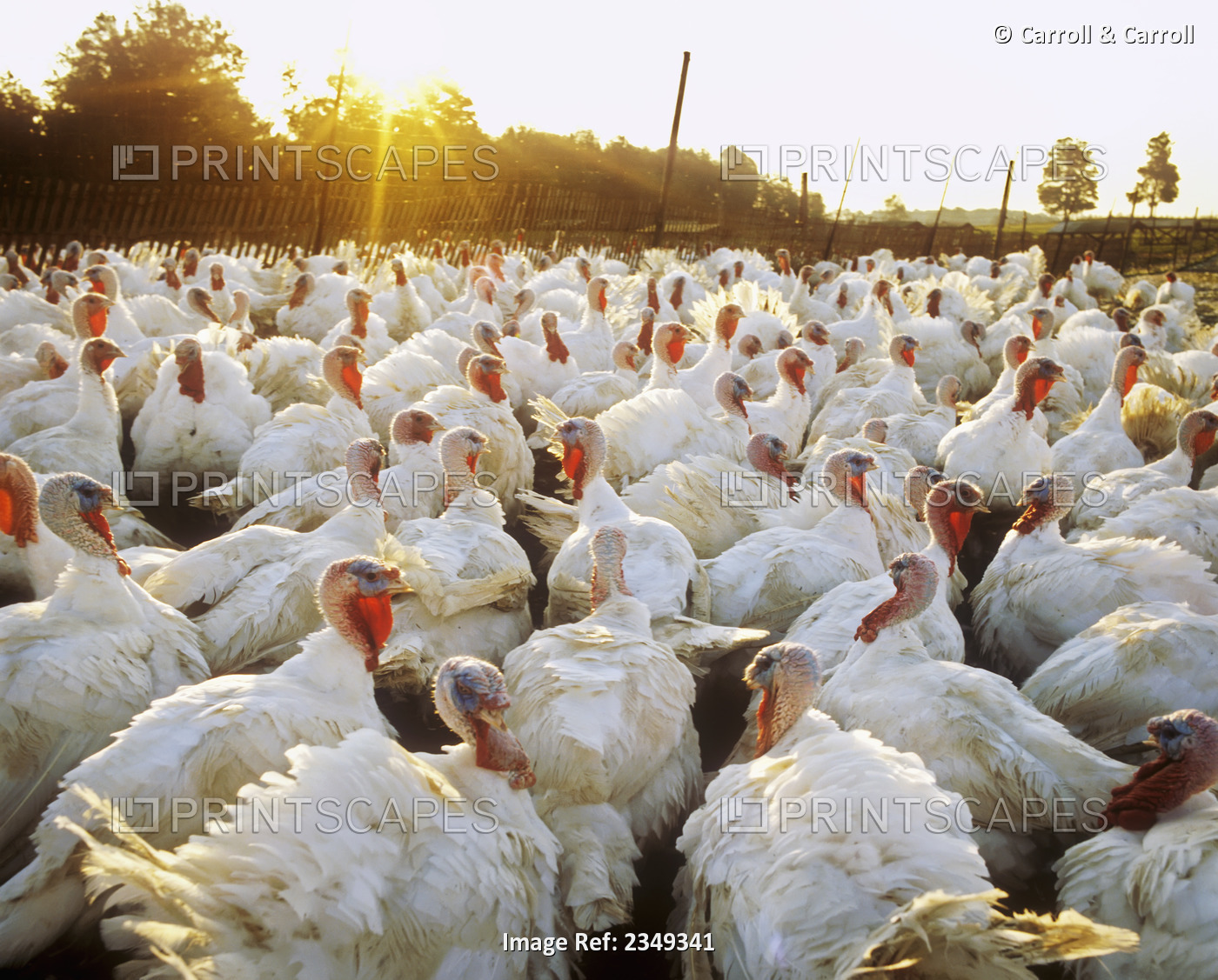 Livestock - Mature free-range turkeys / Ontario, Canada.