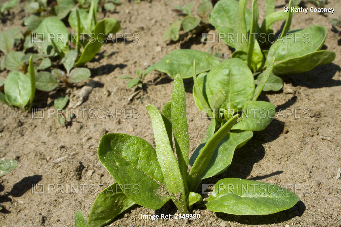 Agriculture - Closeup of early growth organic spinach plants / Northern ...
