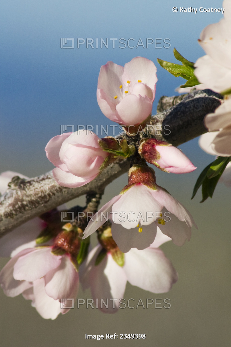 Agriculture - Closeup of almond blossoms in full bloom in late Winter / Glenn ...