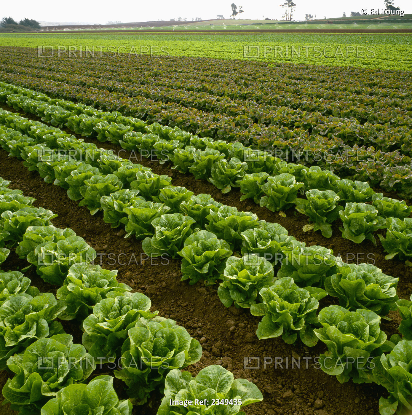 Agriculture - Nearly Mature Organic Lettuce Field. Romaine Lettuce In The ...