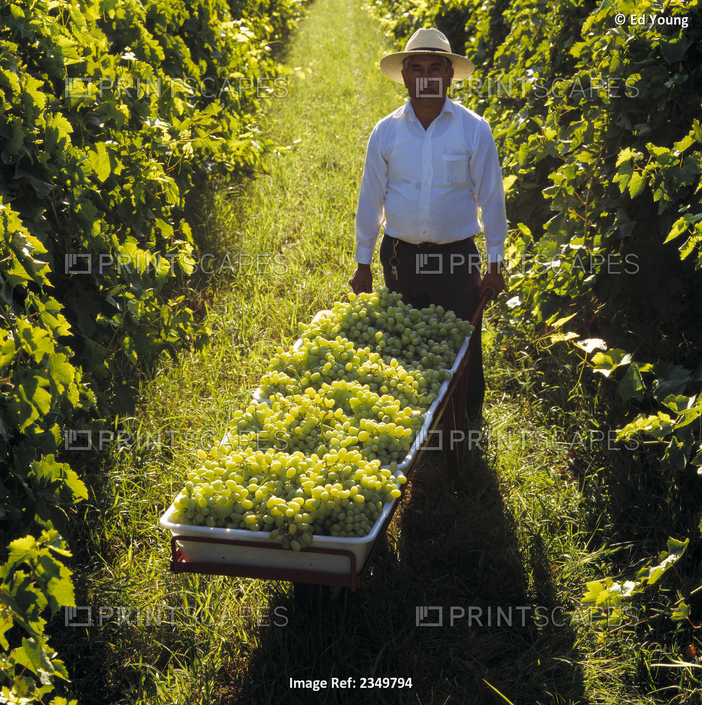 Agriculture - Field Worker With A Cart Of Harvested Thompson Seedless Grapes In ...