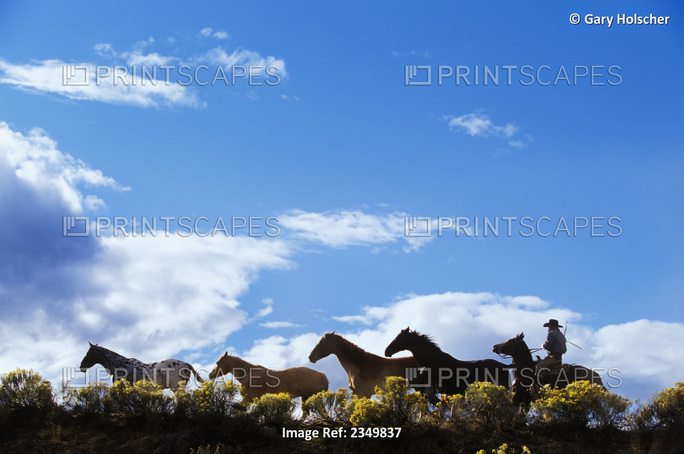 Agriculture - A mounted cowboy herds horses along a ridgetop / near Senaca, ...