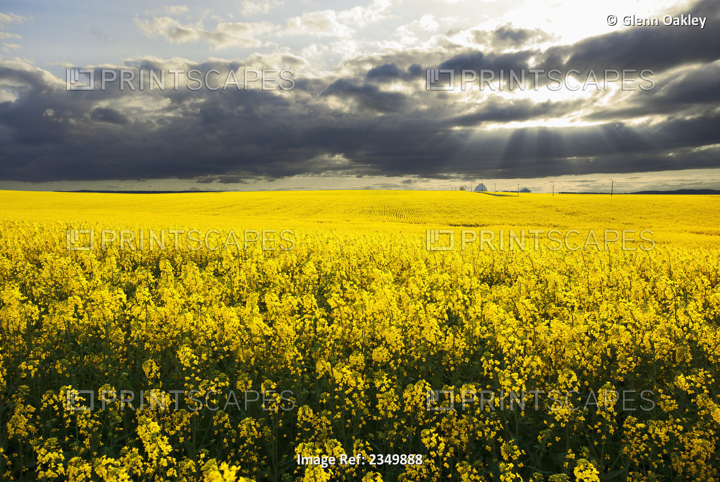 Agriculture - Canola field in full bloom under partially cloudy skies / near ...