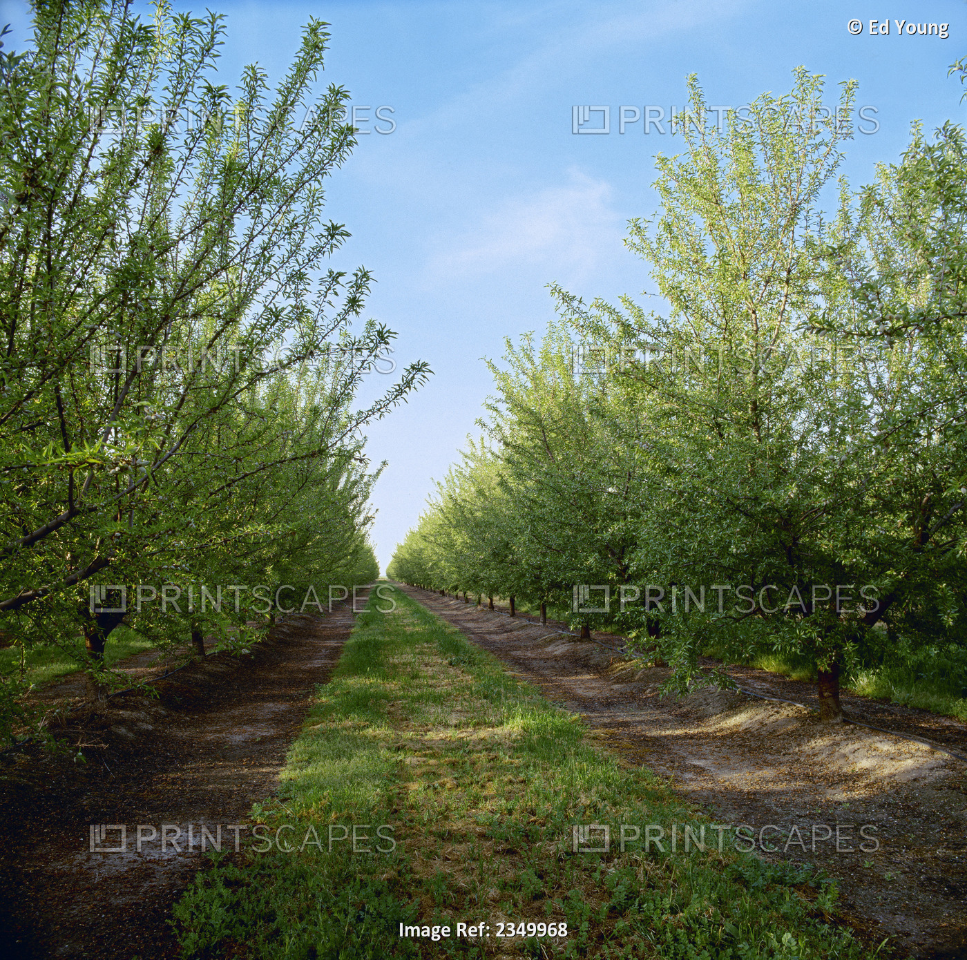 Agriculture - Rows of almond trees in late afternoon light with Spring foliage ...