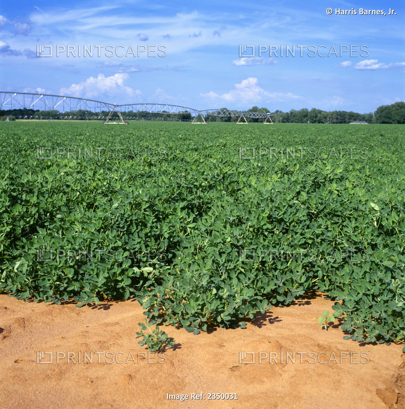 Agriculture - Field of mid growth "Florunner" peanut plants with a center pivot ...
