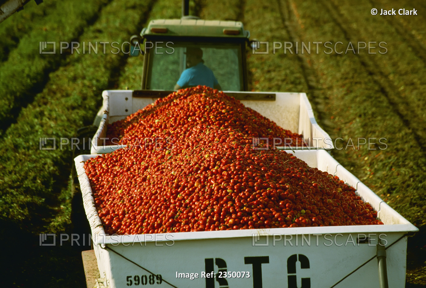 Agriculture - Harvested processing tomatoes in a loaded gondola on their way ...