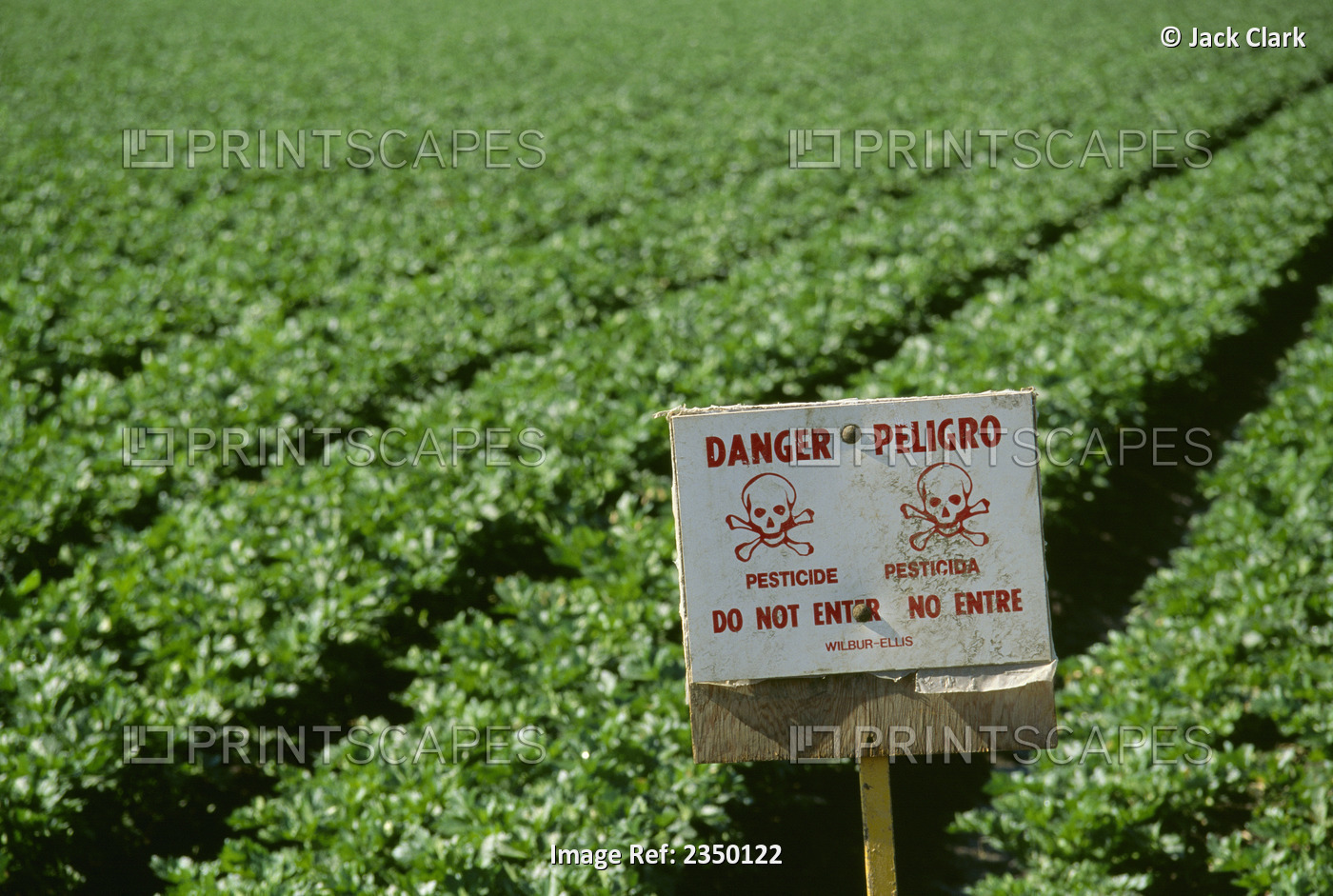 Agriculture - Warning sign posted at the edge of a celery field to indicate the ...