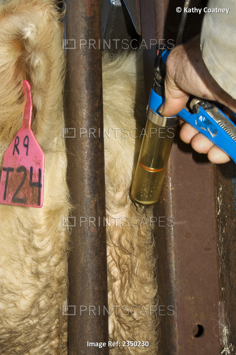 Livestock - Closeup of a Charolais beef cow being given a vaccine injection / ...