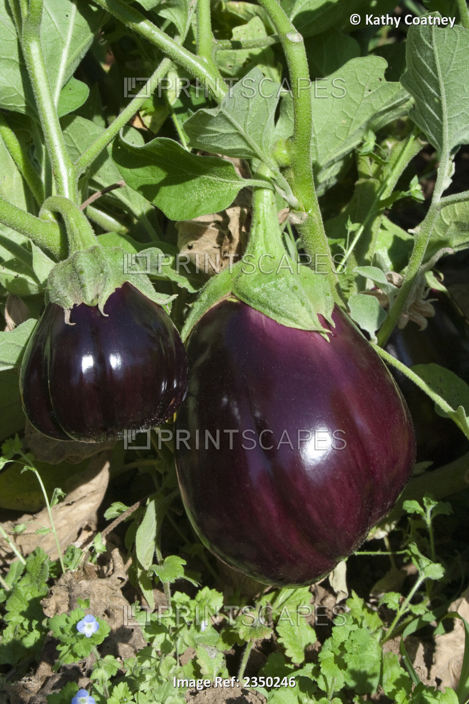 Agriculture - Organic eggplants growing on the vine / Dixon, California, USA.