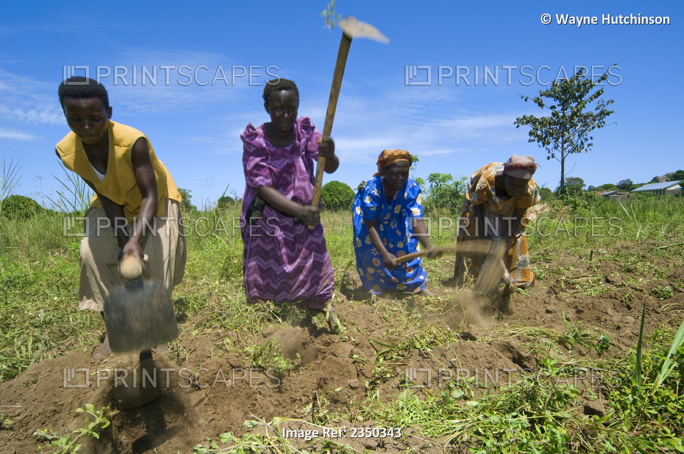 Agriculture - A group of African women cultivating a field with hoes in ...
