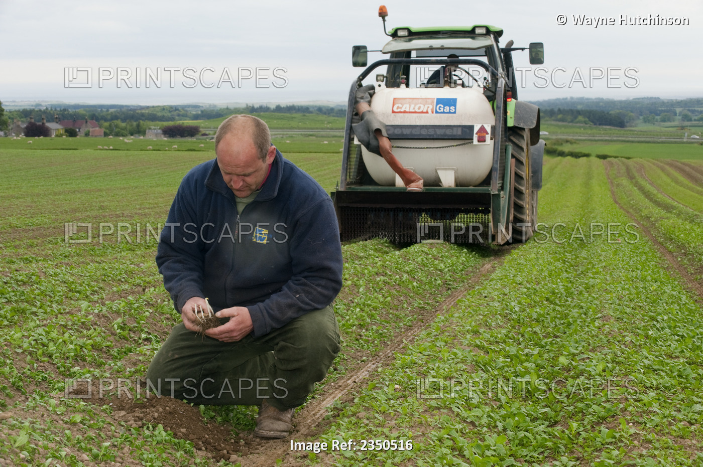 Agriculture - A farmer inspects his crop of potatoes for any potential damage ...