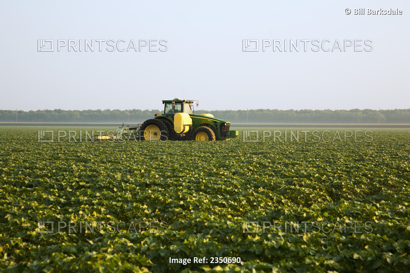 Agriculture - Cultivating and spraying layby herbicide on mid growth cotton. ...