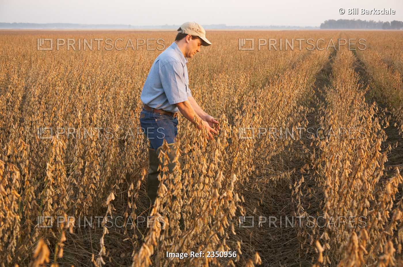 Agriculture - A farmer (grower) inspects his mature harvest ready crop of ...