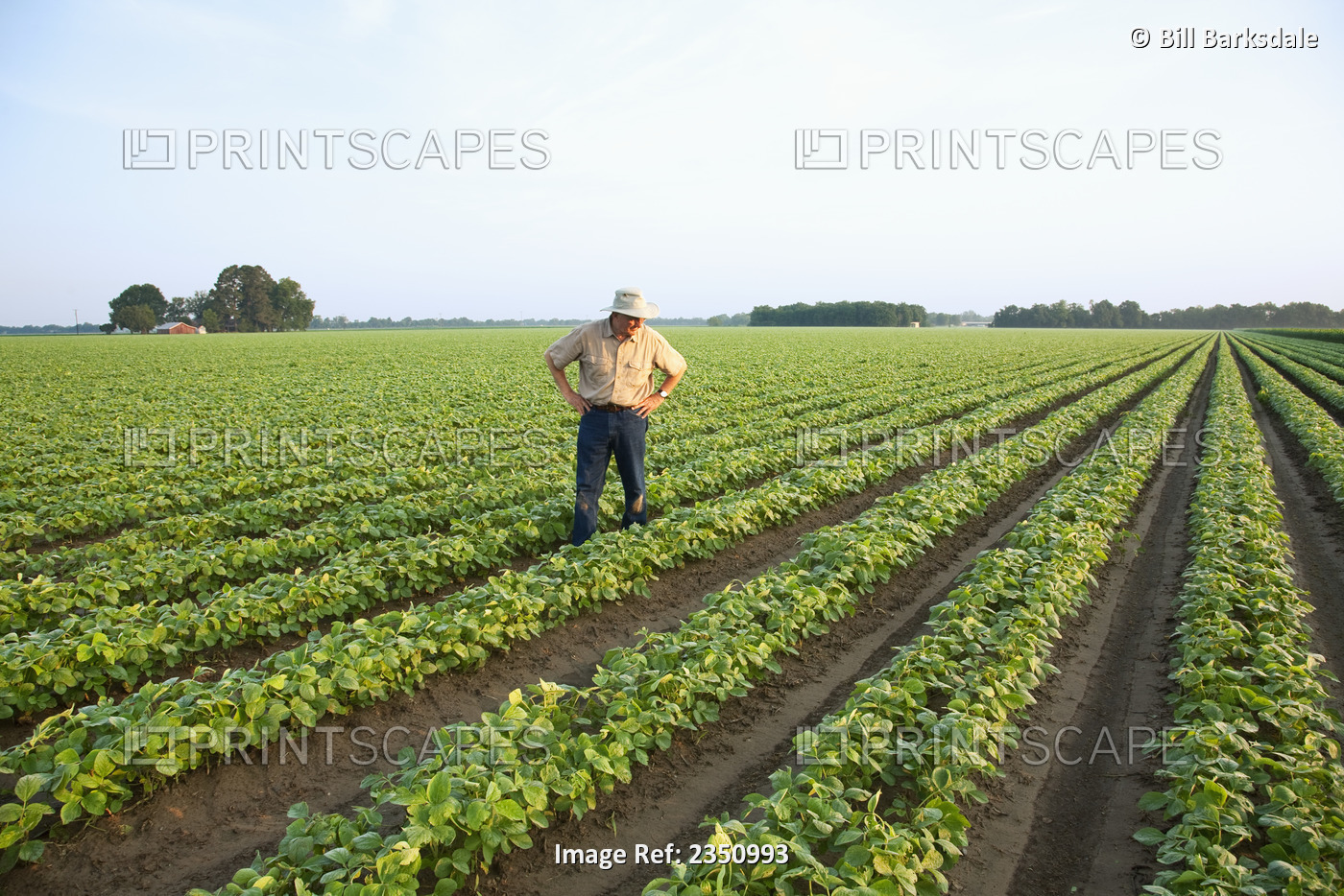 Agriculture - A farmer (grower) walks through his field inspecting his early ...