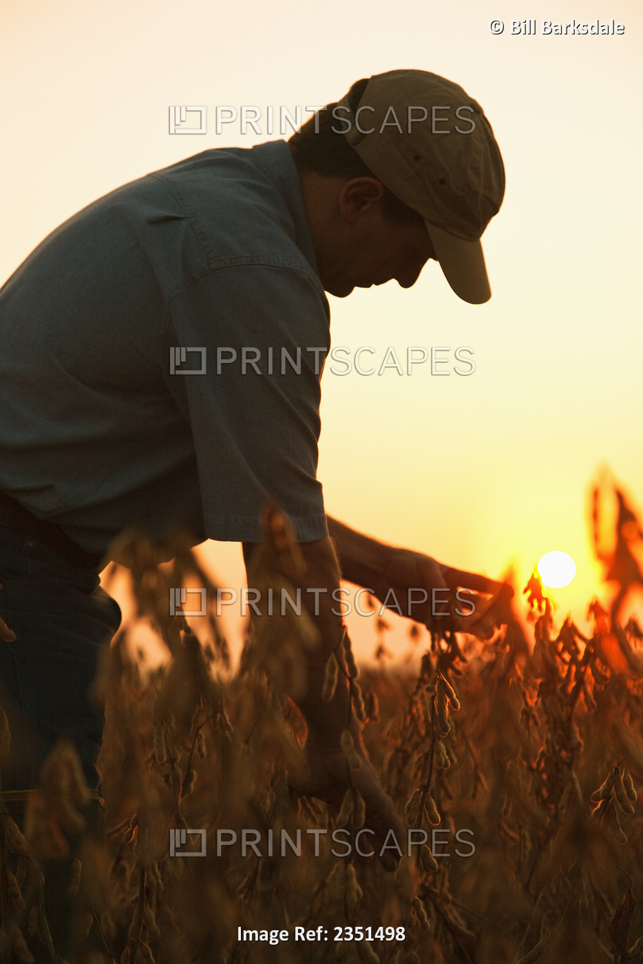 Agriculture - A crop consultant inspects a mature harvest ready crop of ...
