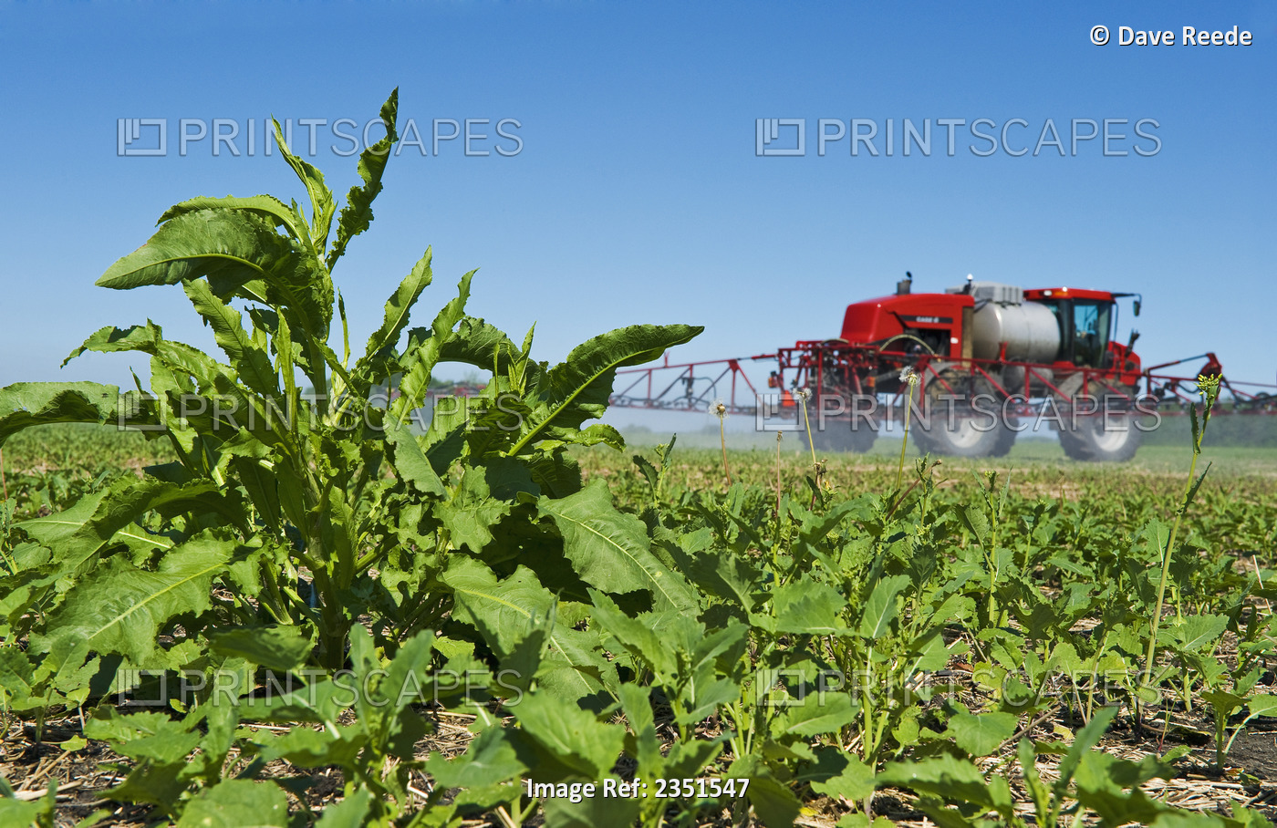 Agriculture - A high clearance Case IH sprayer in the background applies ...