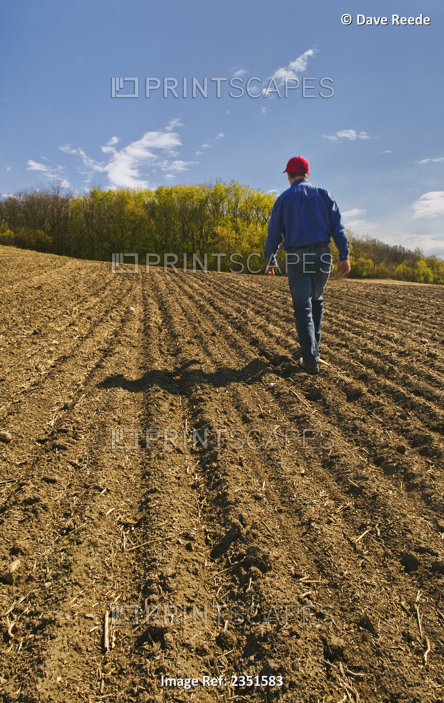 Agriculture - A farmer inspects his newly seeded (planted) wheat field. Residue ...