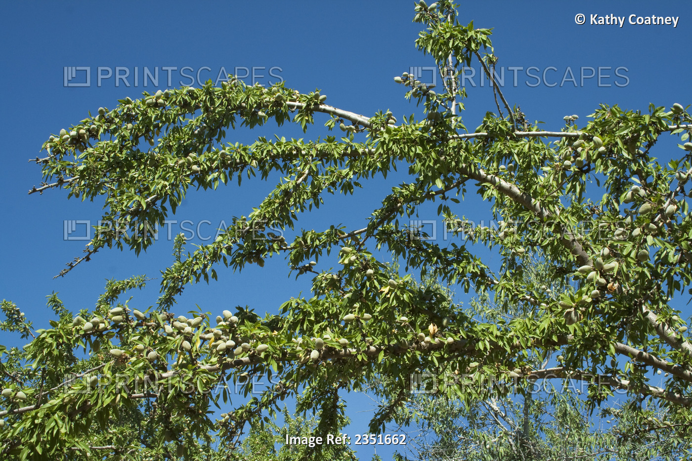 Agriculture - Almond tree branches loaded with maturing nuts. This is a ...