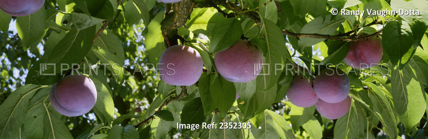 Agriculture - Closeup Of Ripe Plums On The Tree, Ready For Harvest / Fresno ...