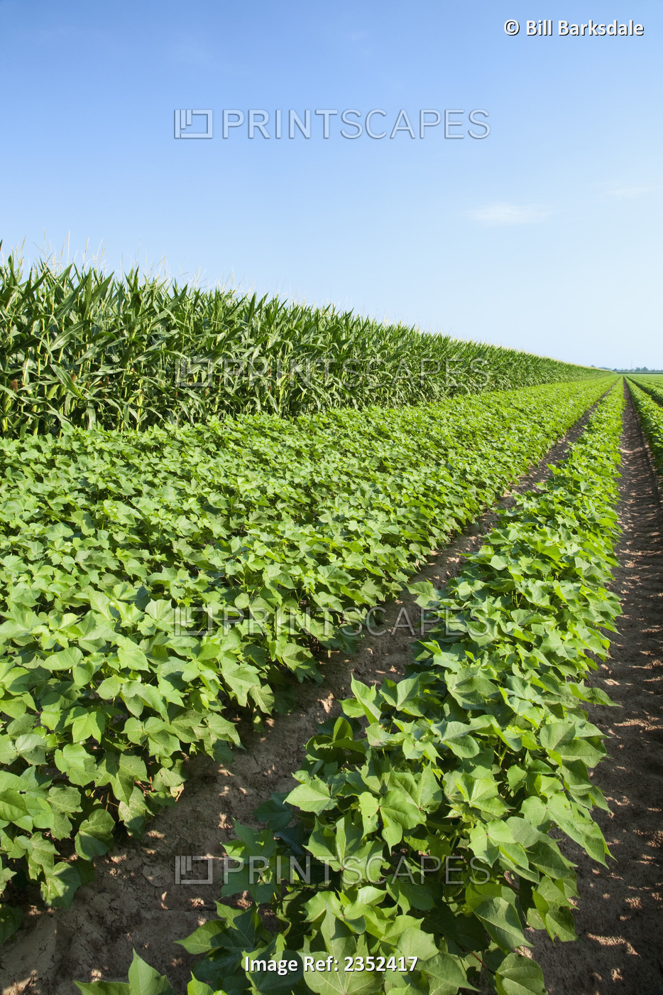 Agriculture - Side-by-side mid growth crops of grain corn (left) and cotton ...
