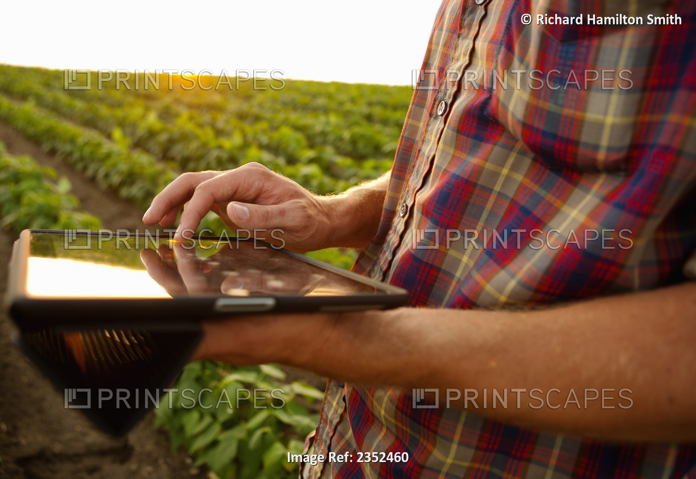 Agriculture - A young farmer in an early growth soybean field at sunset records ...