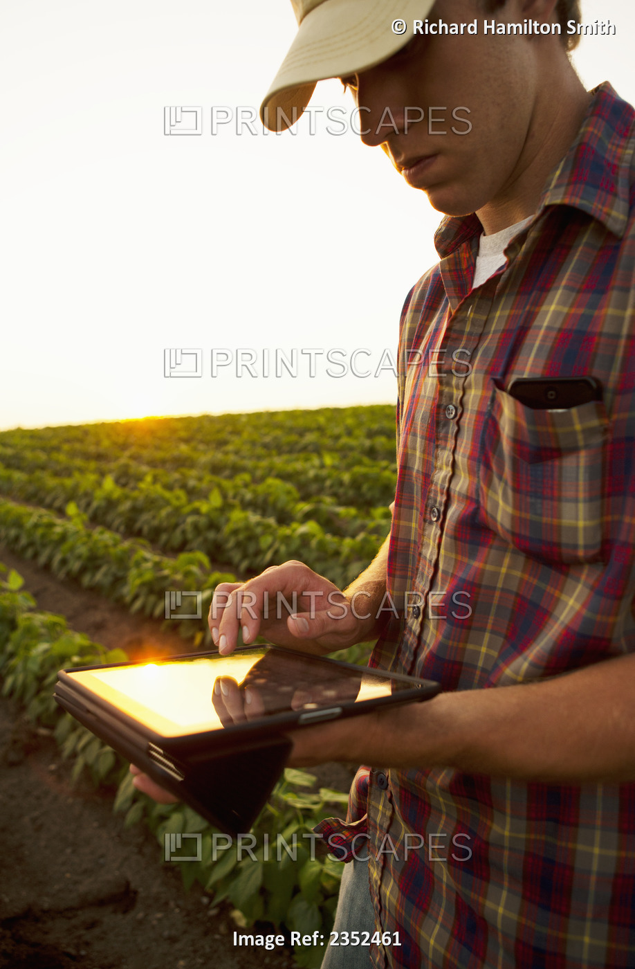 Agriculture - A young farmer in an early growth soybean field at sunset records ...
