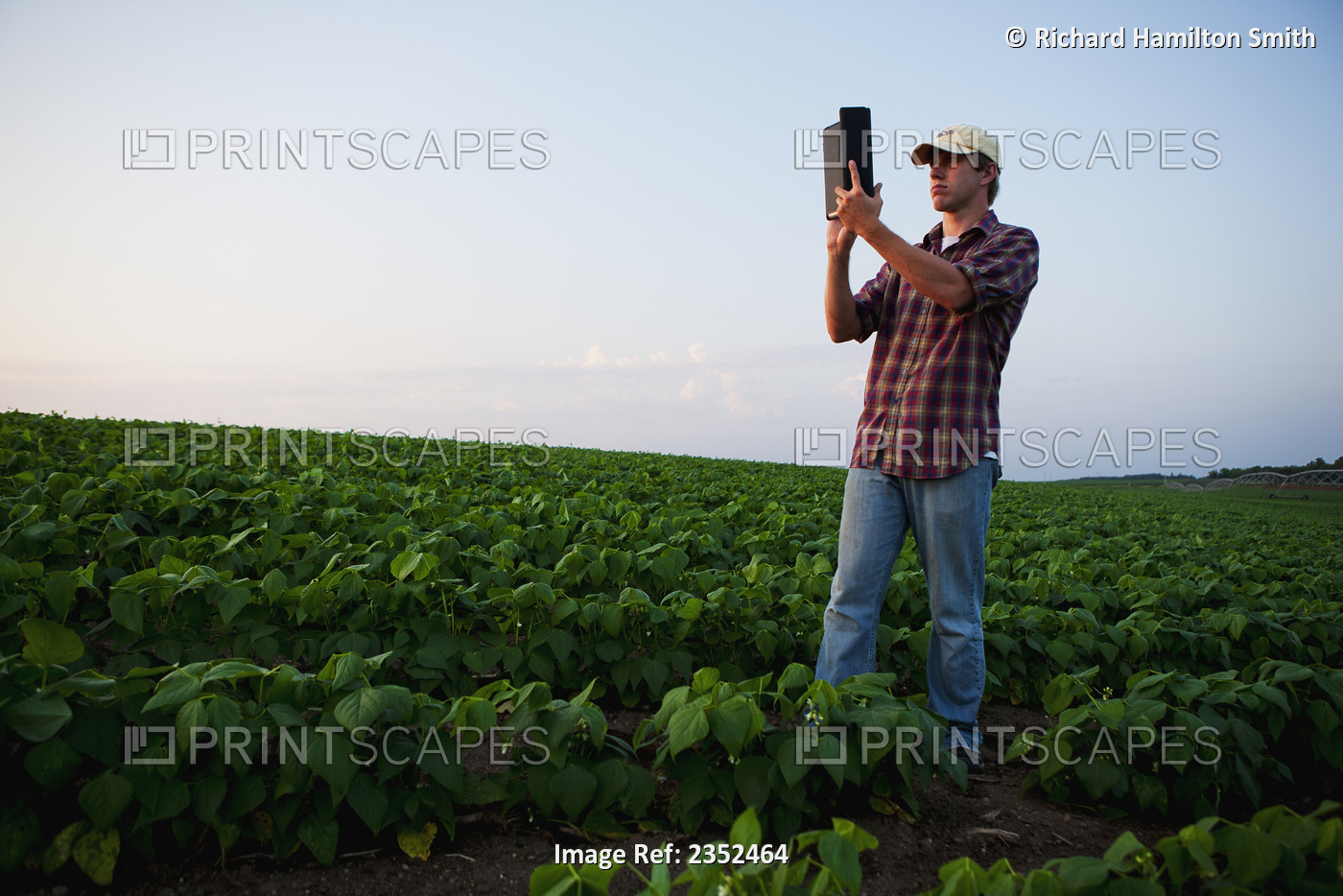 Agriculture - A young farmer in an early growth soybean field at dusk records ...