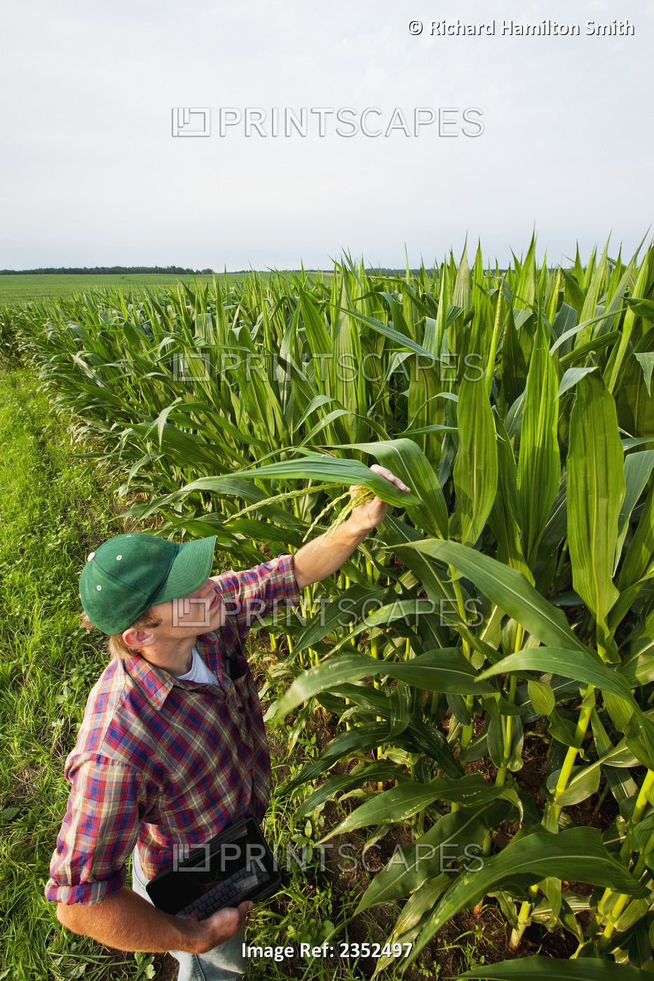 Agriculture - A young farmer in a mid growth grain corn field inspects his crop ...