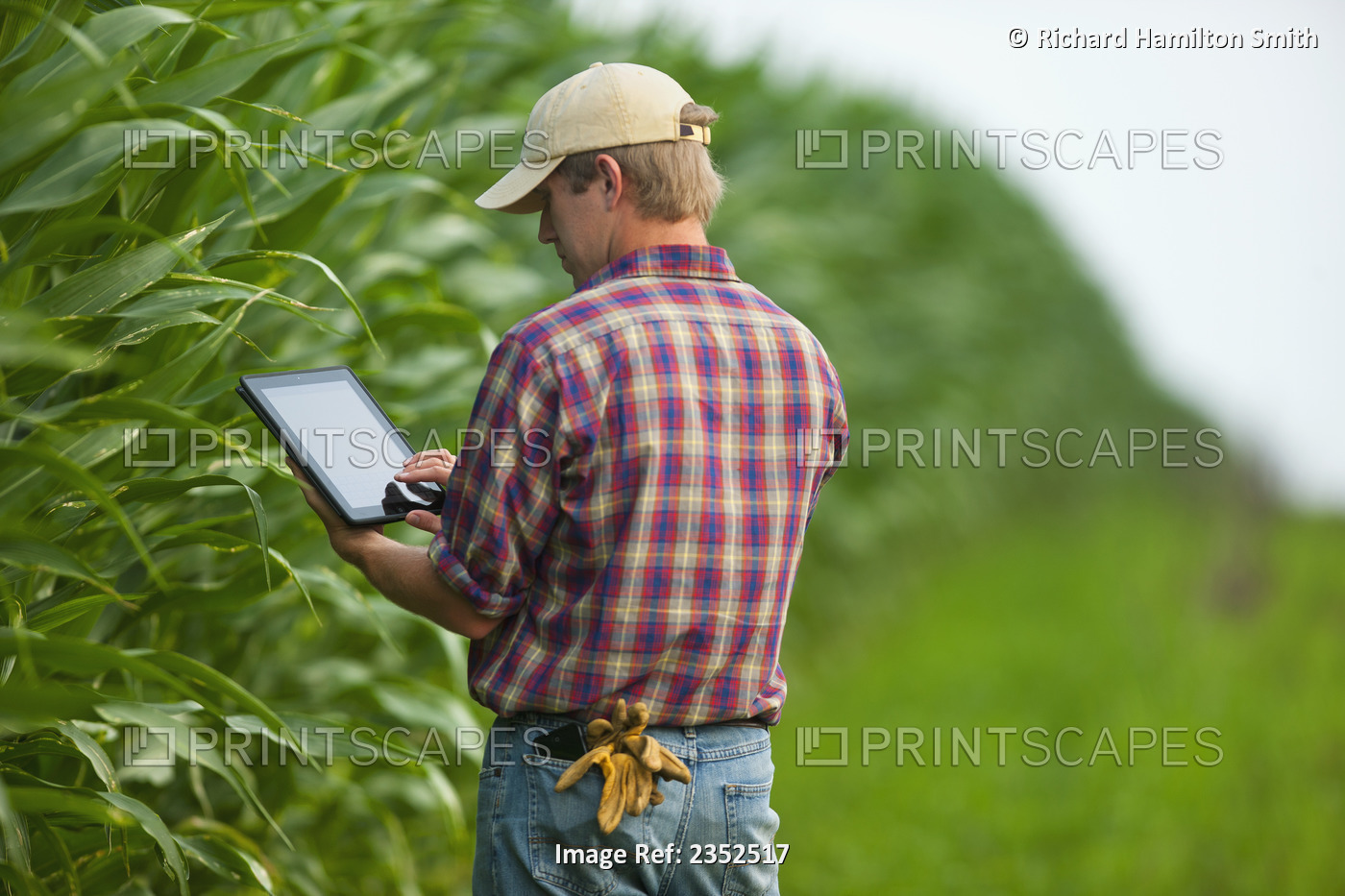 Agriculture - A young farmer in a mid growth grain corn field records crop data ...