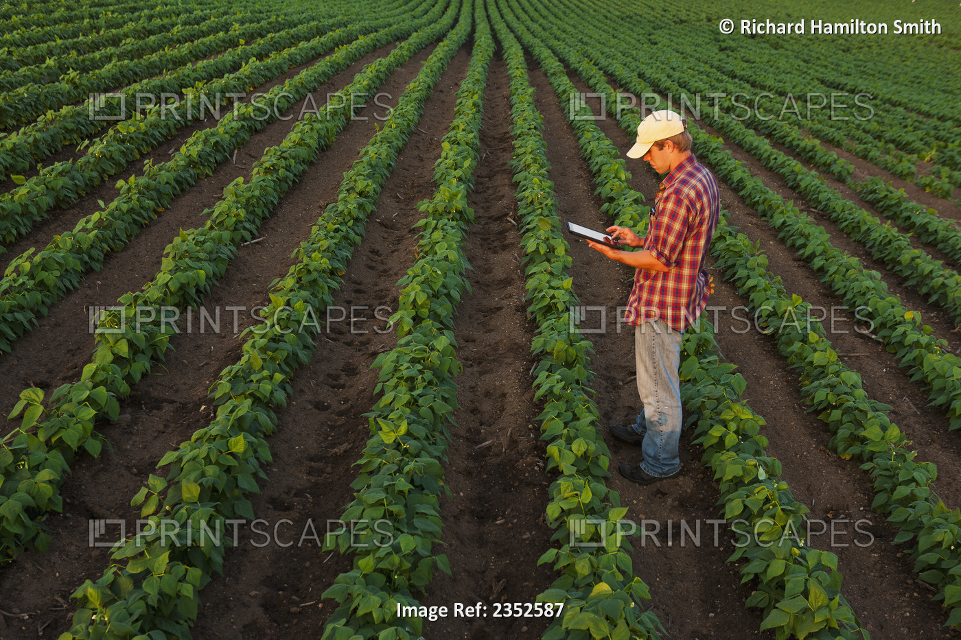 Agriculture - A young farmer in an early growth soybean field records crop data ...