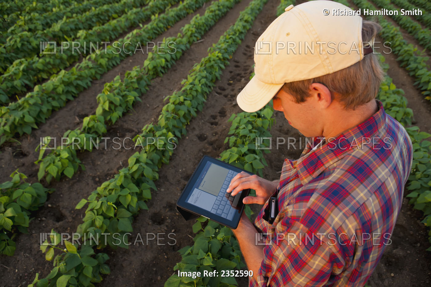 Agriculture - A young farmer in an early growth soybean field records crop data ...