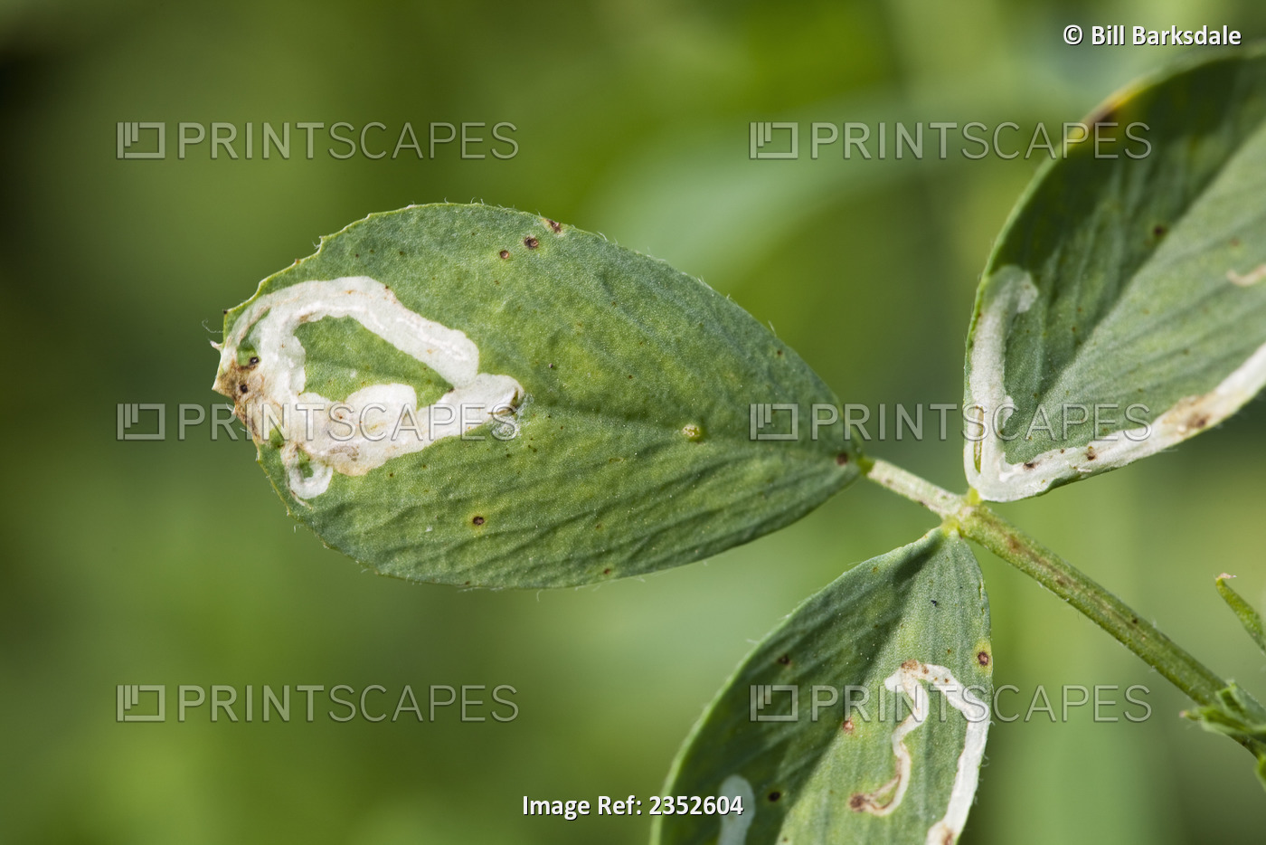 Agriculture - Crop damage, Alfalfa Blotch Leafminer (Agromyza frontella) damage ...