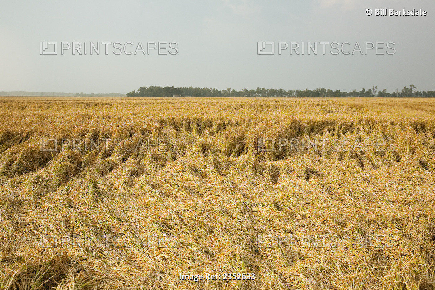 Agriculture - Lodging of a mature rice crop, caused by rain and followed by ...